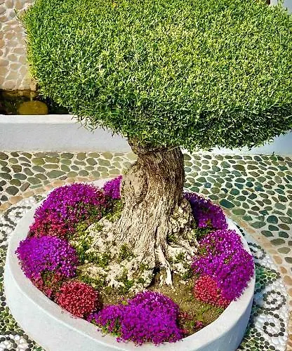 Casa De Oro Alma 4* 索佐波尔